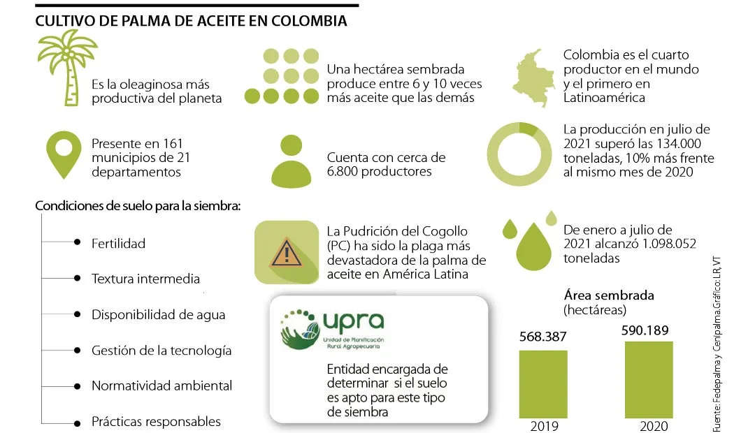 Más de 92% de la palma de aceite en Colombia se siembra en terrenos de uso previo