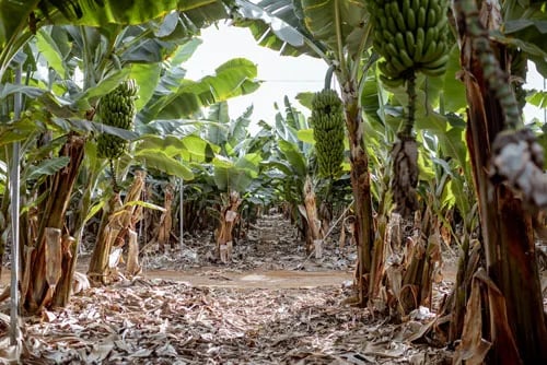 Las bananas africanas siguen amenazadas por el mal de Panamá