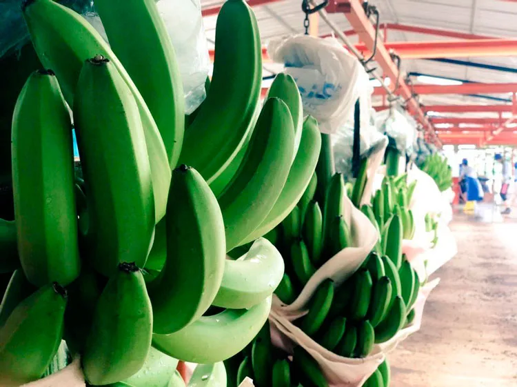 Ministros de agricultura se unen en apoyo a productores y exportadores bananeros latinoamericanos