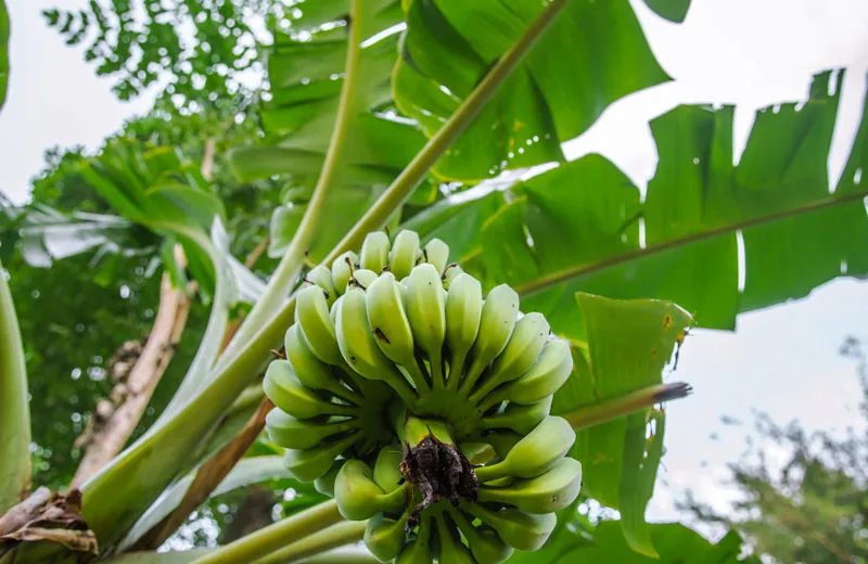 Dole Sunshine Company convierte residuos de banana en fibras con Musa Fabric