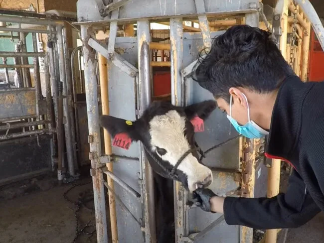 Técnica pionera para el rápido diagnóstico de enfermedad respiratoria bovina