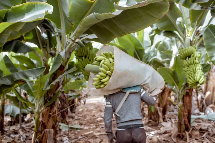 Según cifras de Acorbanec, exportaciones de cajas de banano cerraron a la baja este 2021
