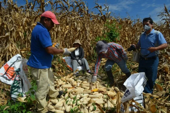 Ecuador: Maiceros preocupados por bajos rendimientos en esta cosecha