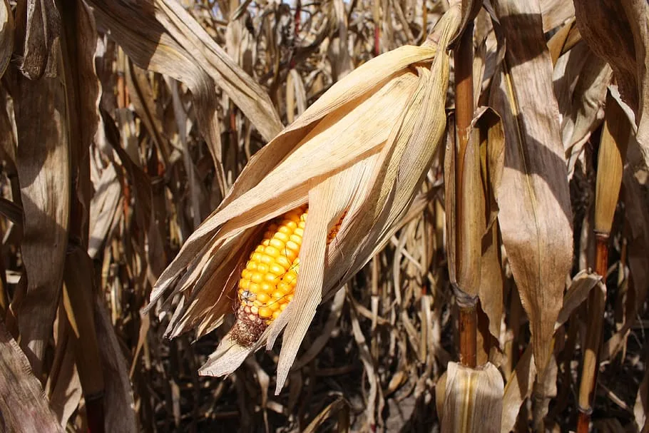 Ecuador: La falta de lluvia y la no entrega de kits ofrecidos preocupa a los maiceros