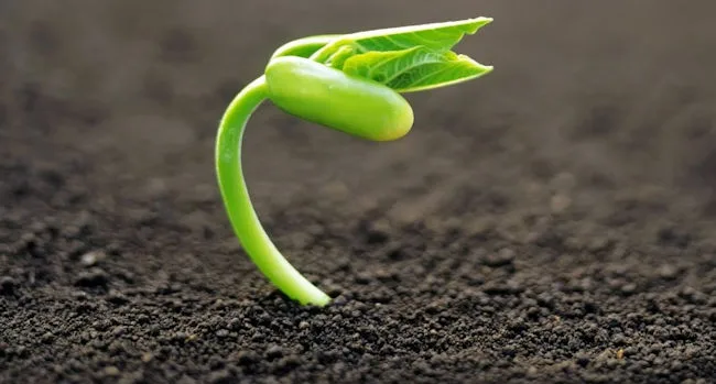 Descubren el gen que permite la partenogénesis sin tener que pasar por la polinización de la flor