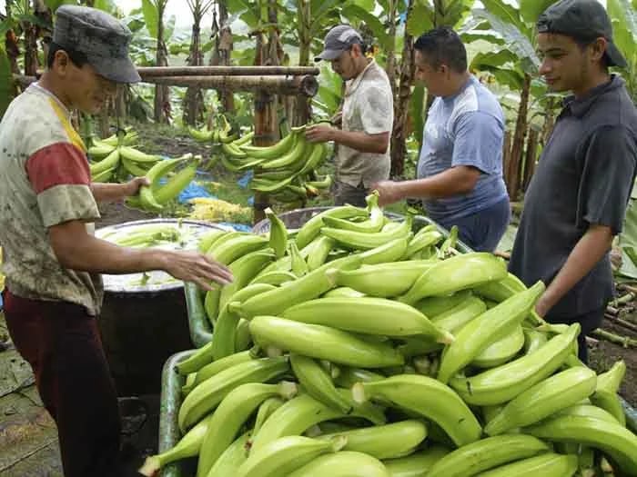 El sector platanero solicita al gobierno entrante declararlo en emergencia