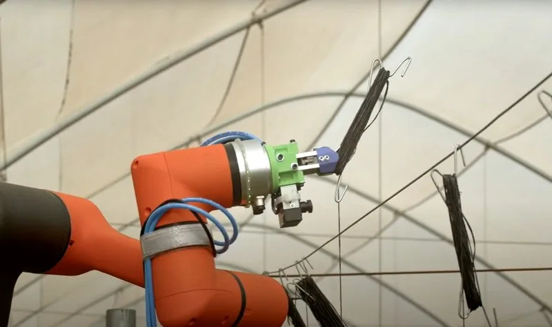 Un sistema robótico para bajar las plantas de tomate en los invernaderos