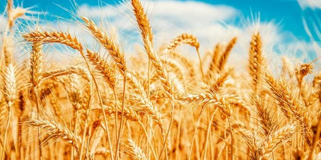China subastará 500,000 toneladas de trigo de sus reservas en un intento para frenar el alza de precios