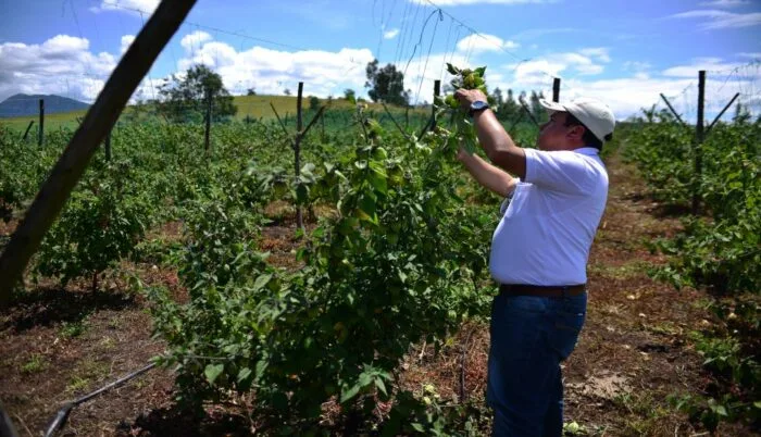 Uchuva colombiana no requerirá de tratamientos cuarentenarios en Estados Unidos