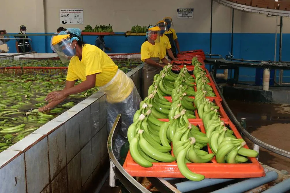 ECUADOR: Exportadores avalan ajuste del salario básico 2026
