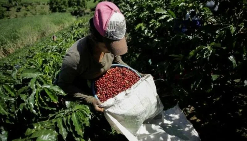 Colombia: Para este año el país podría llegar a producir 13,2 millones de sacos de café, MinAgricultura