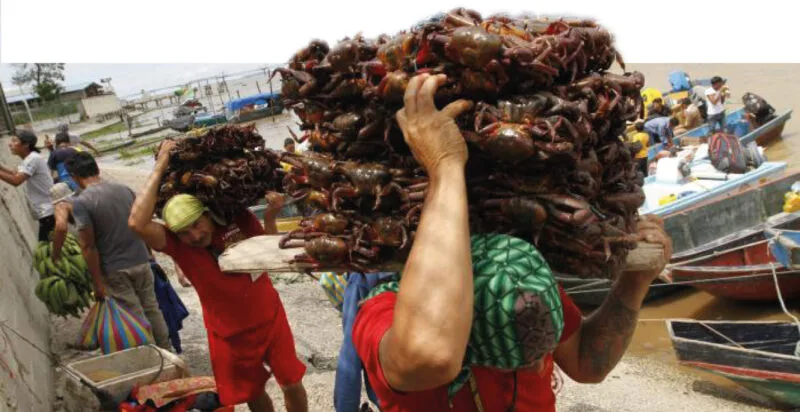 Ecuador: Cangrejos rojo y azul en veda