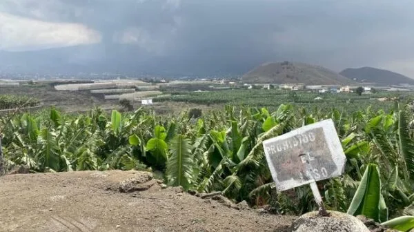 La isla de La Palma trabaja en la recuperación de las hectáreas afectadas por la lava