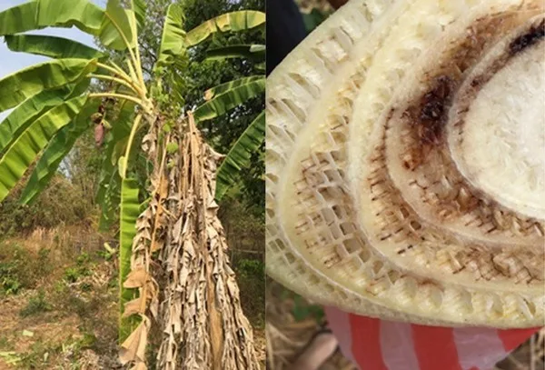 Uso de fertilizantes de silicio para mejorar la tolerancia de las bananas Lady Finger al mal de Panamá