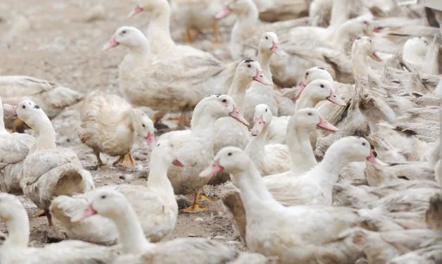 España, ante su peor foco de gripe aviar con 269.000 aves sacrificadas