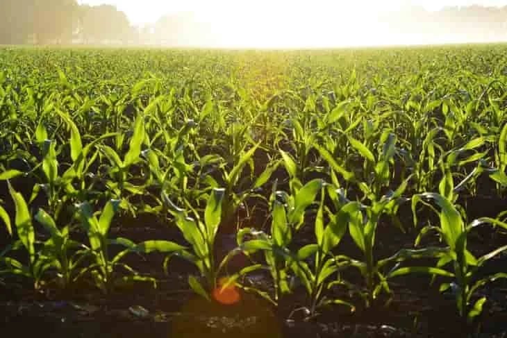 Científicos descubren cómo el pasto teosinte silvestre se convirtió en maíz