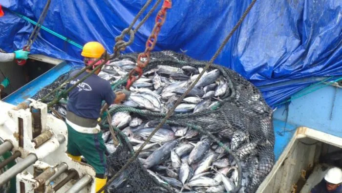 Revisión científica evidencia cómo la calidad del agua afecta al comportamiento y crecimiento de los peces