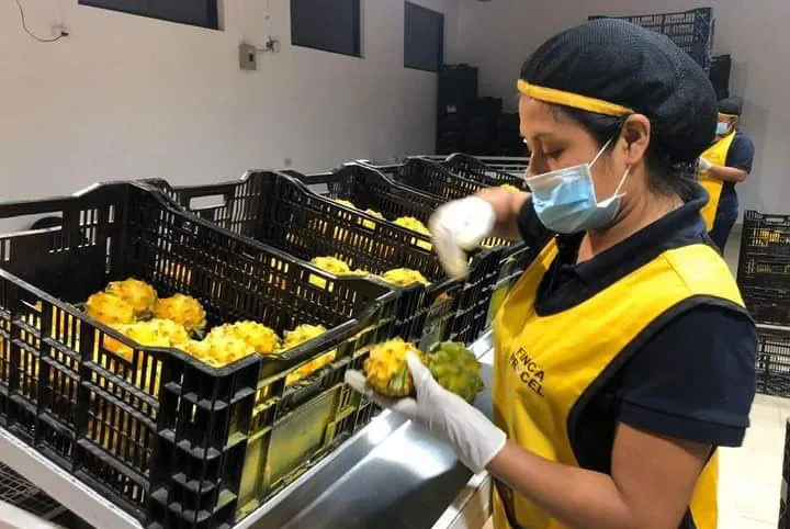 La pitahaya ecuatoriana próxima a conquistar el mercado chino