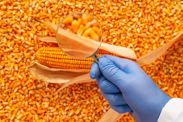 La edición genómica divide a la agricultura convencional y ecológica