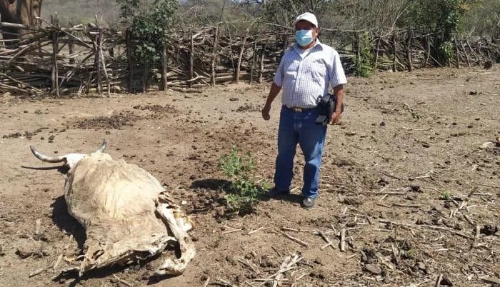 Ecuador: La sequía se agudiza en la frontera de Zapotillo y ataca a animales y cultivos