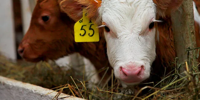 Alemania exigirá etiqueta obligatoria de bienestar animal