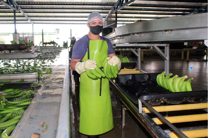Gremio bananero colombiano pide mejorar los niveles de seguridad en Zona Bananera
