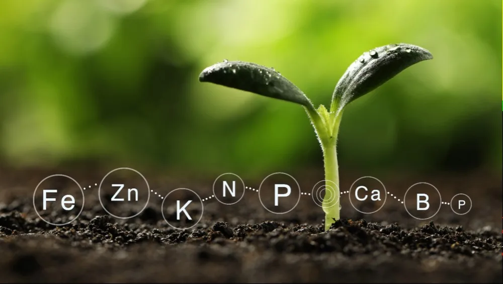 ¿Qué pueden hacer los agricultores para superar los altos precios de los fertilizantes?: STIMPLEX® una alternativa viable