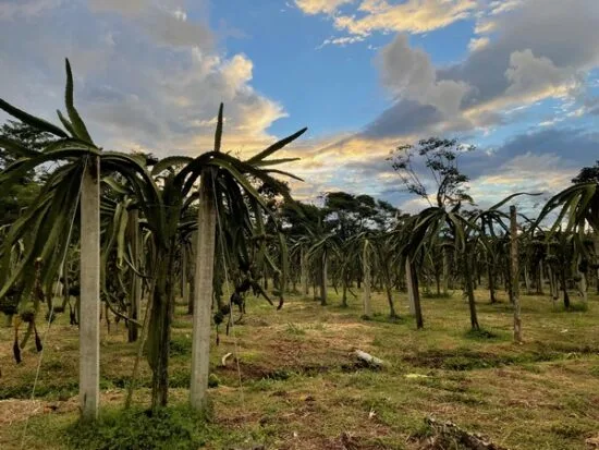 El tiempo y la logística presionan la oferta de pitahaya importada en Estados Unidos