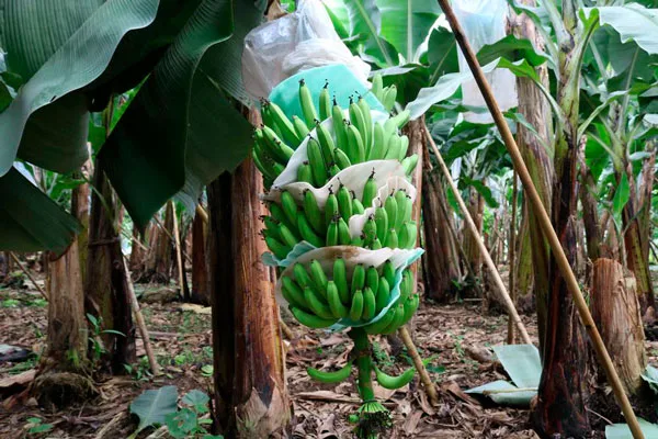Las exportaciones de banana paraguaya cayeron un 90% en el primer trimestre