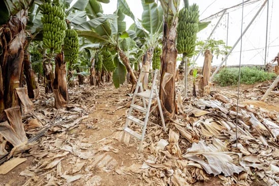 Ecuador: Bananeros preocupados por la crisis que se viene, proponen creación de fondo de contingencia