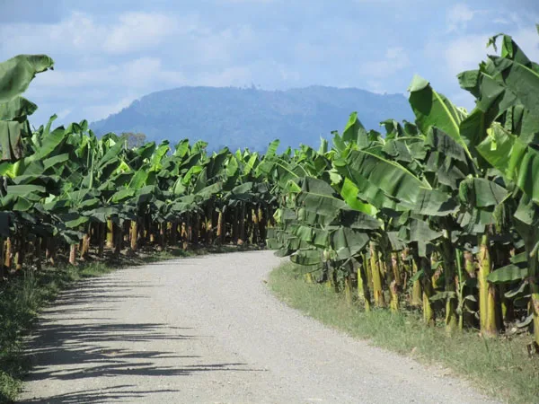 ECUADOR: Fenabe impugnará decreto sobre nuevas siembras de banano