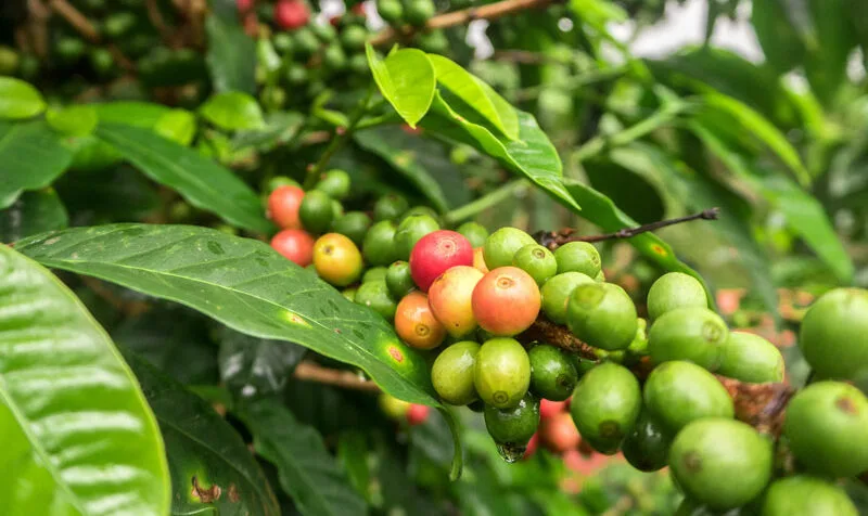 Colombia: Producción y exportación de café cayeron en el segundo mes por impacto del clima