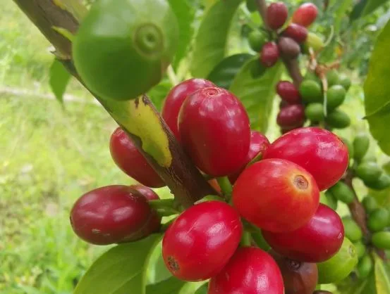 ECUADOR: Loja se prepara para el Festival “Sabor a Café 2025” con actividades formativas y culturales