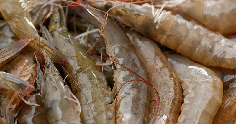 Manejo de la salud de los camarones: Lograr consistencia y sostenibilidad en la producción acuícola.
