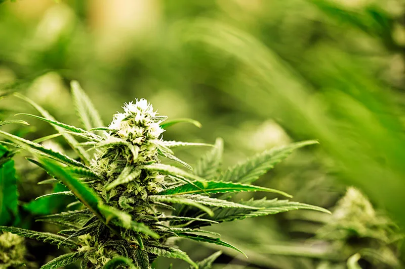 En Ecuador se crea instituto de investigación del cannabis, demostrando la versatilidad de la planta para ayudar al planeta
