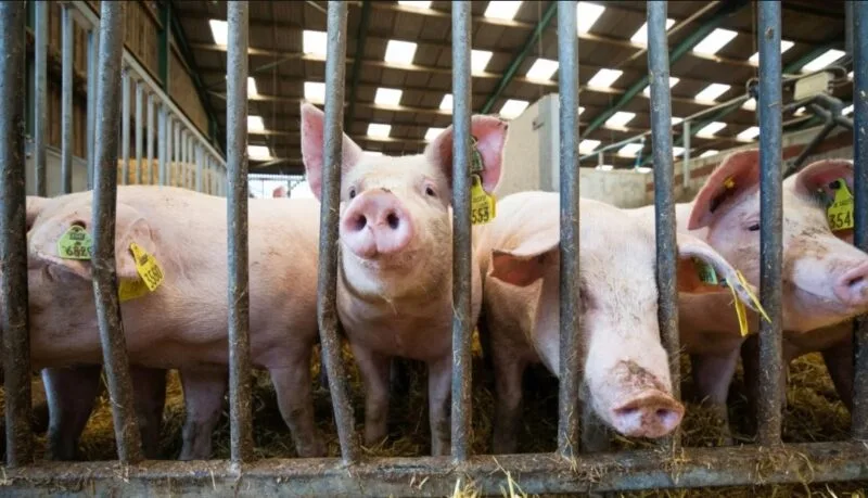 Paraguay: Sector porcino en vilo tras escasez de maíz desabastecimiento de materia prima