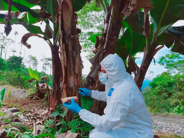En Ecuador se activa plan por nuevo caso de Fusarium