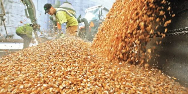 México: Granos llevan a empresas a perder 24,661 mdp en Bolsa