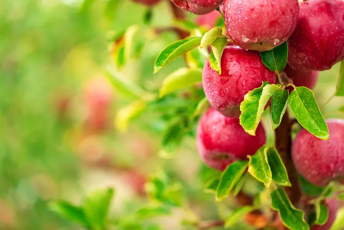 Investigadores brasileños desarrollan una manzana Gala 100% roja