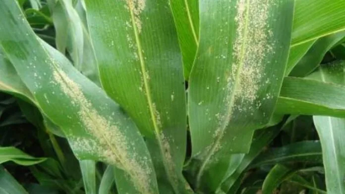 Argentina: El Senasa declaró la emergencia fitosanitaria por pulgón amarillo del sorgo