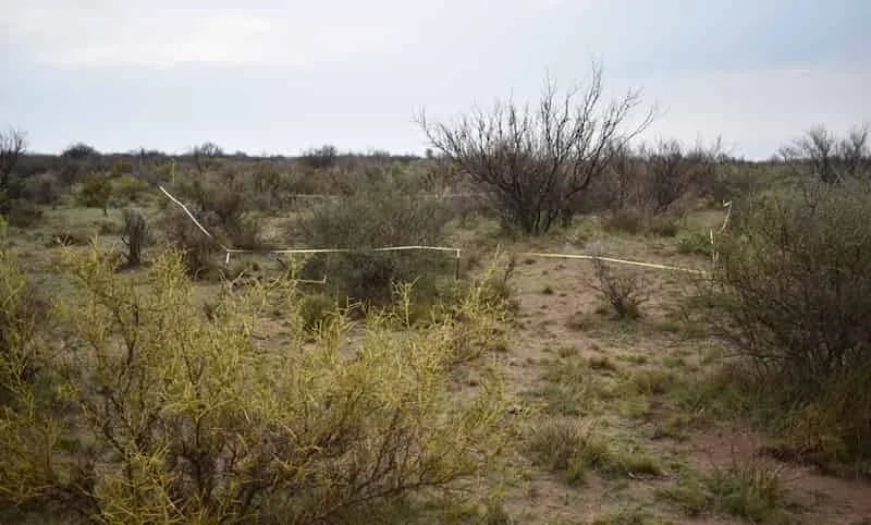 Argentina: Con sensores remotos monitorean cambios en la vegetación de tierras secas