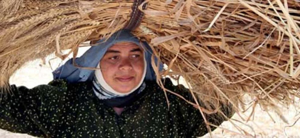 Crisis global del trigo golpeará las arcas de Egipto