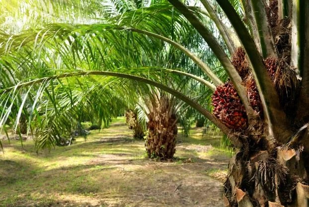 COLOMBIA: La producción de aceite de palma inicia 2025 con un crecimiento positivo del 5,5%