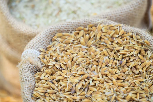 Arroceros aseguran que para el 2024 habrá suficiente arroz en el país
