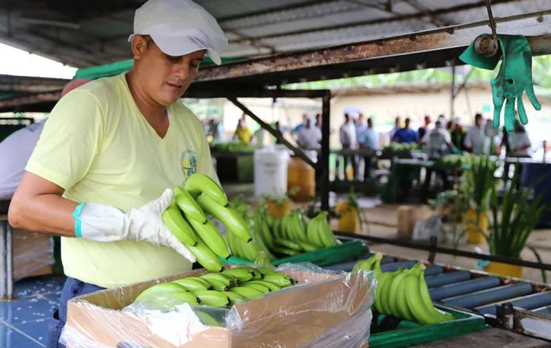 Ecuador: Gobierno comienza los controles del precio mínimo de sustentación en plátano y banano
