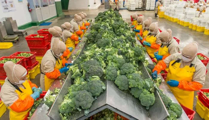 ECUADOR: Convocatoria para talleres de formulación de la estrategia agroindustrial