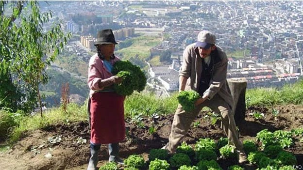 10 ciudades latinoamericanas que se destacan por la agricultura urbana