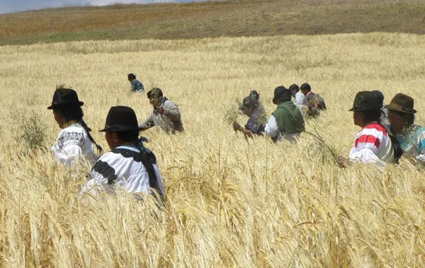 ECUADOR: Iniciativa agroindustrial suma seis años de operación