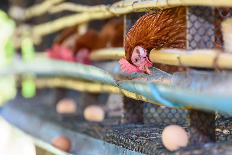 Ecuador: Avicultores preocupados por escasez y alto precio del maíz para alimentación de aves
