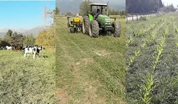 Ganadería regenerativa, una alternativa para aumentar la biodiversidad en la producción de alimentos